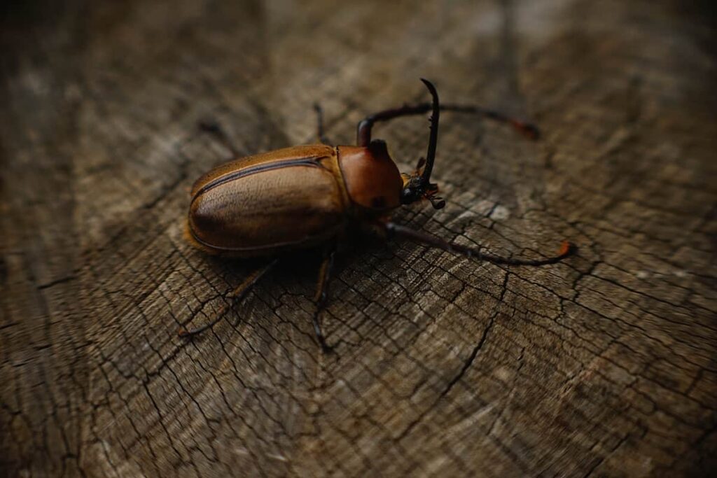 beetle at the salkantay trail