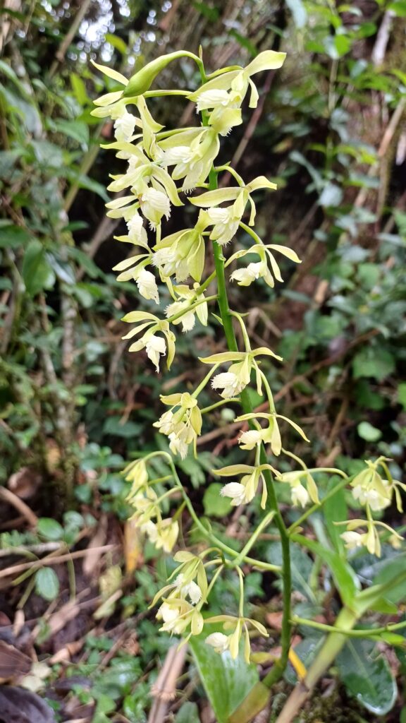 exotic flora salkantay machupicchu