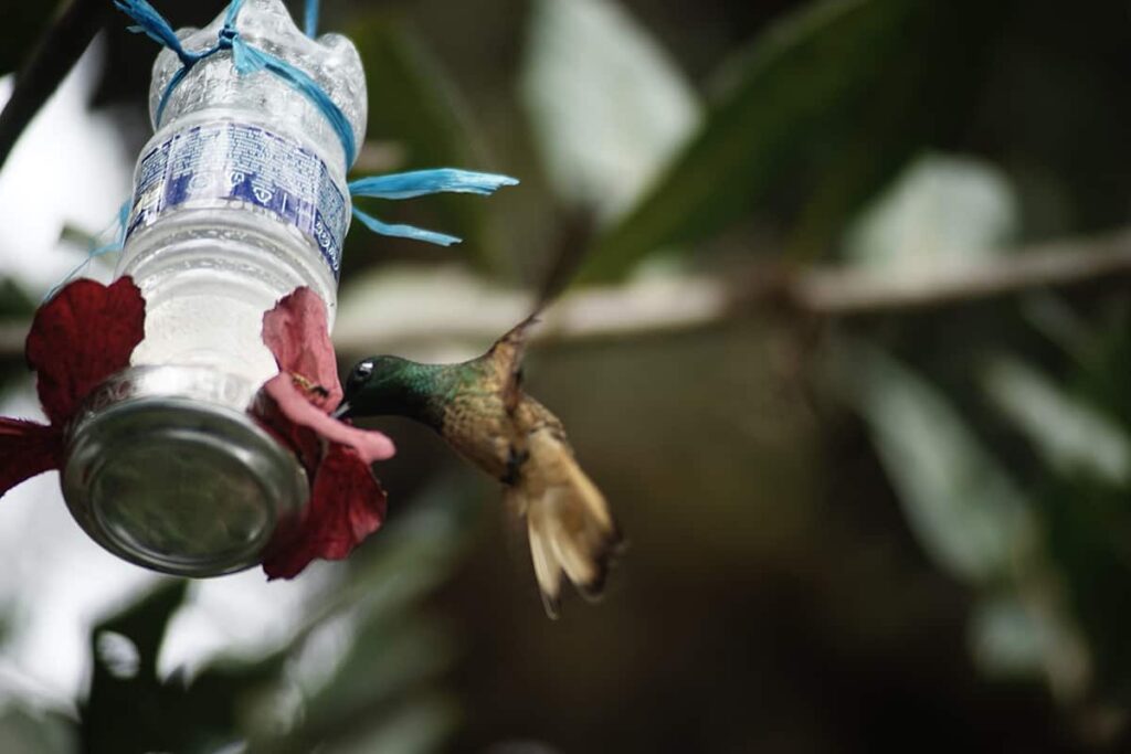 hummingbird machupicchu lodge