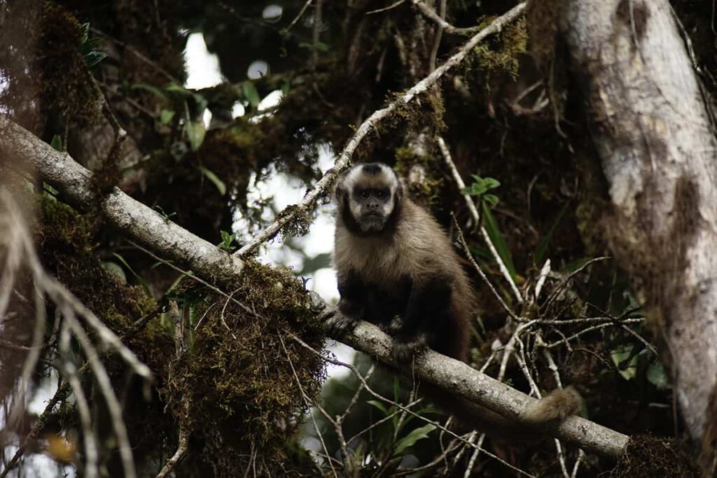 monkey llactapata machupicchu