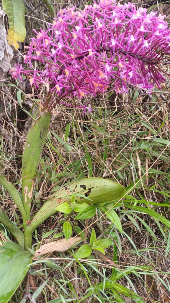 vibrant flora ecolodge.